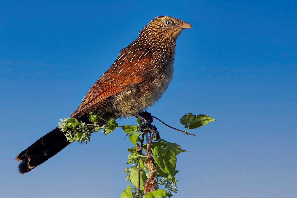 Lesser Coucal - Rahul Chakraborty