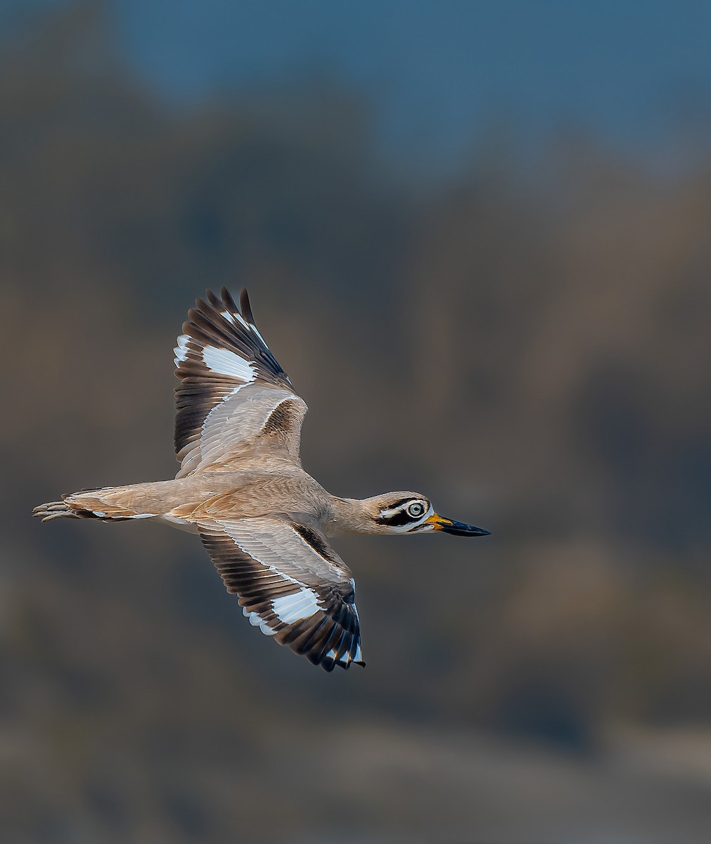 Great Thick-knee - Rahul Chakraborty