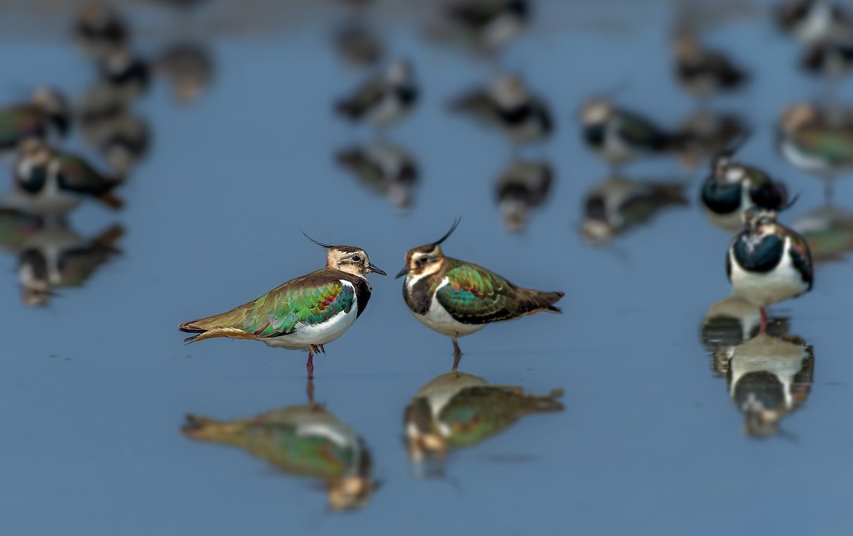 Northern Lapwing - Rahul Chakraborty