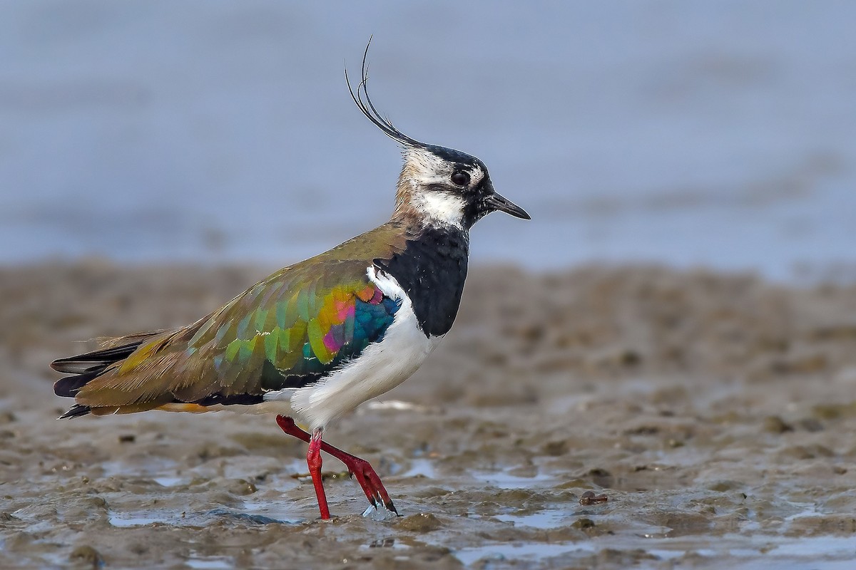 Northern Lapwing - ML619166541