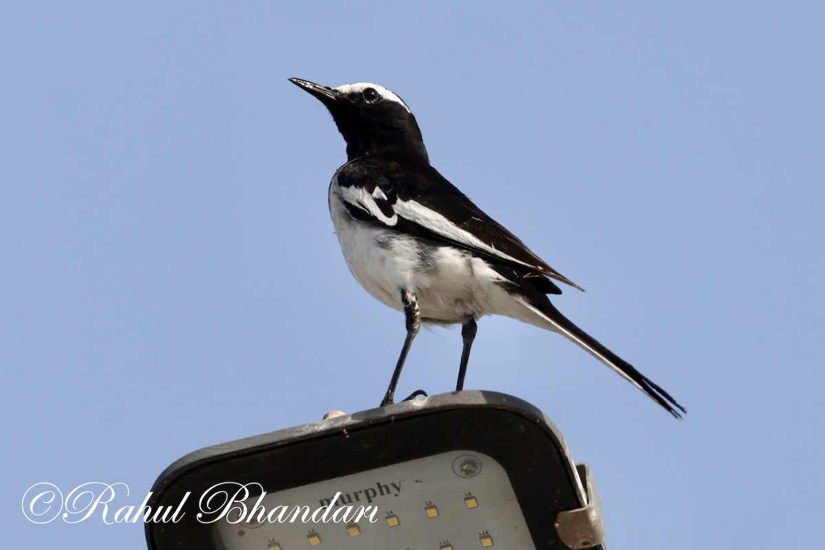 White-browed Wagtail - Rahul Bhandari