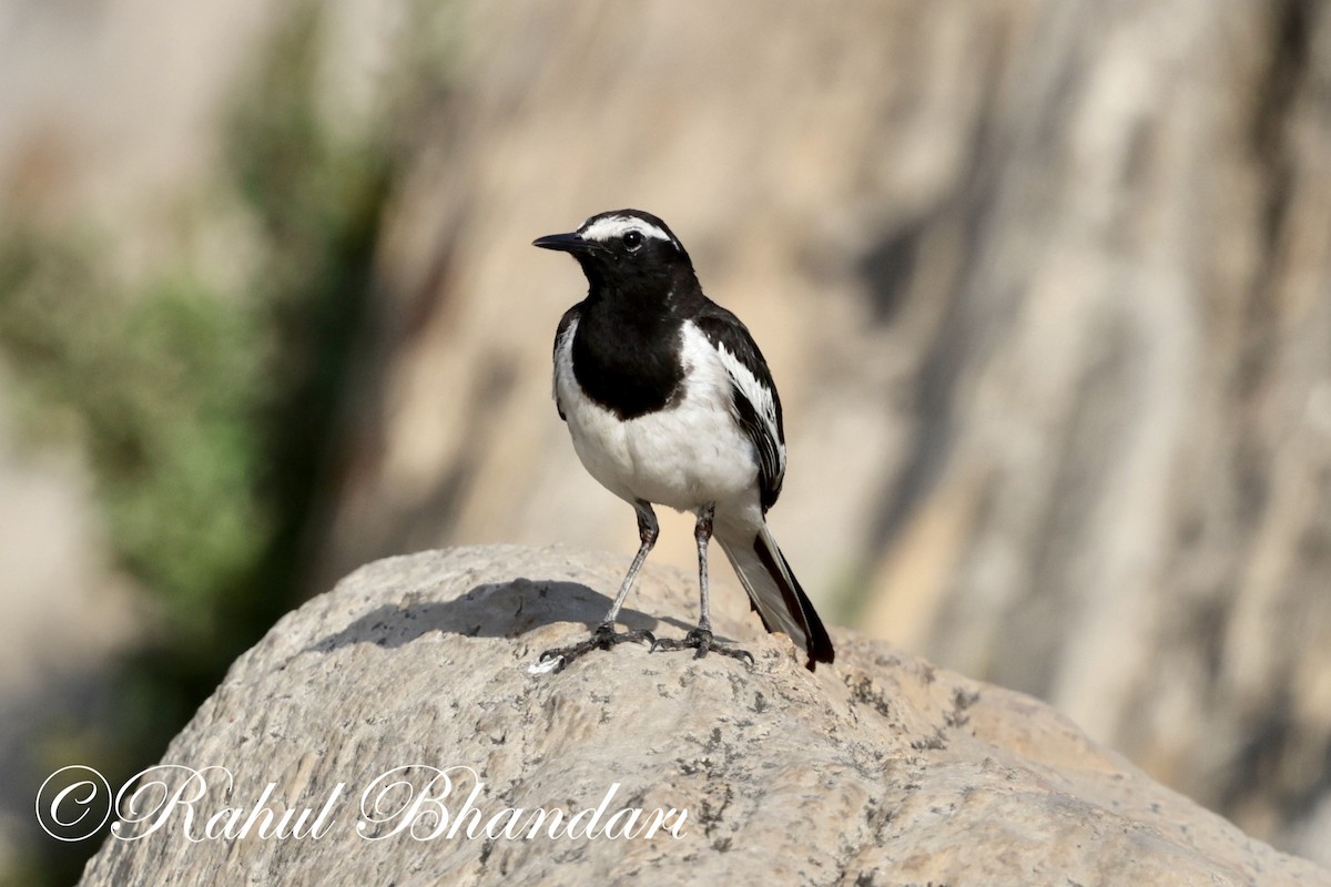 White-browed Wagtail - Rahul Bhandari