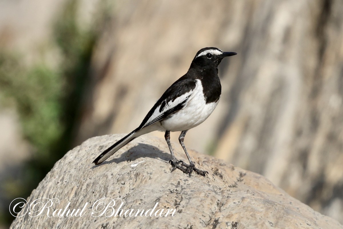 White-browed Wagtail - Rahul Bhandari