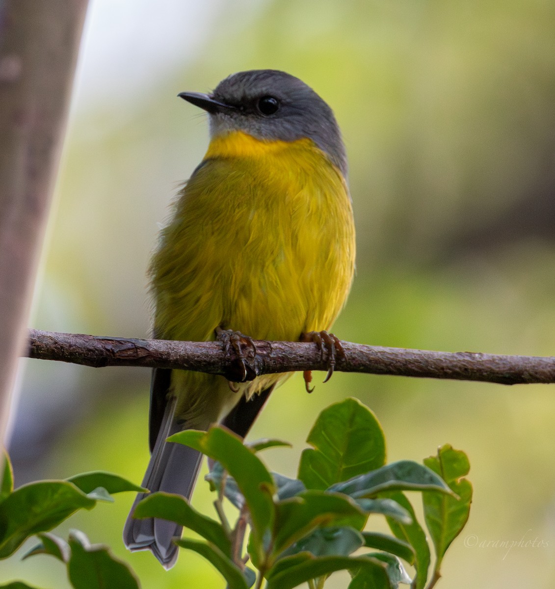Eastern Yellow Robin - Andrew Marsh