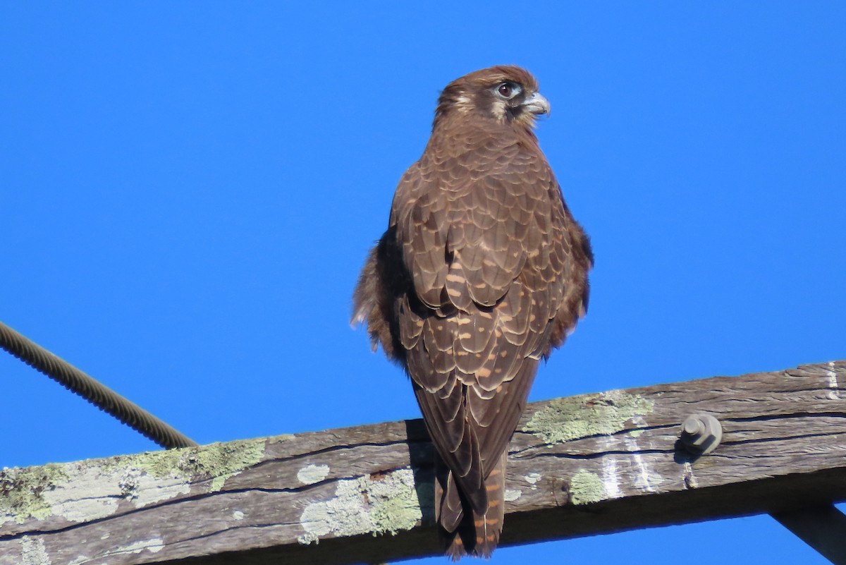 Brown Falcon - Wendy Shanley