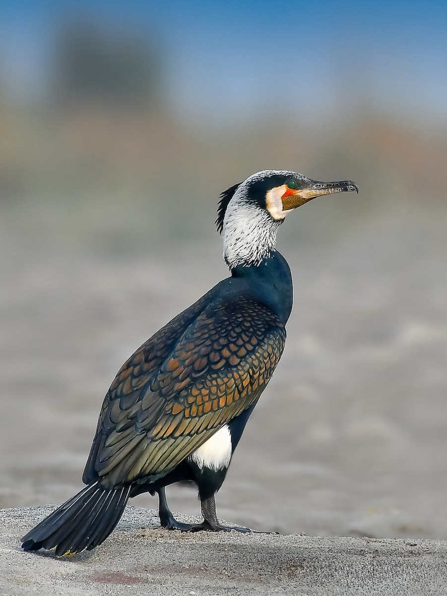 Great Cormorant - ML619166573