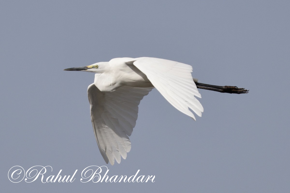 Great Egret - Rahul Bhandari