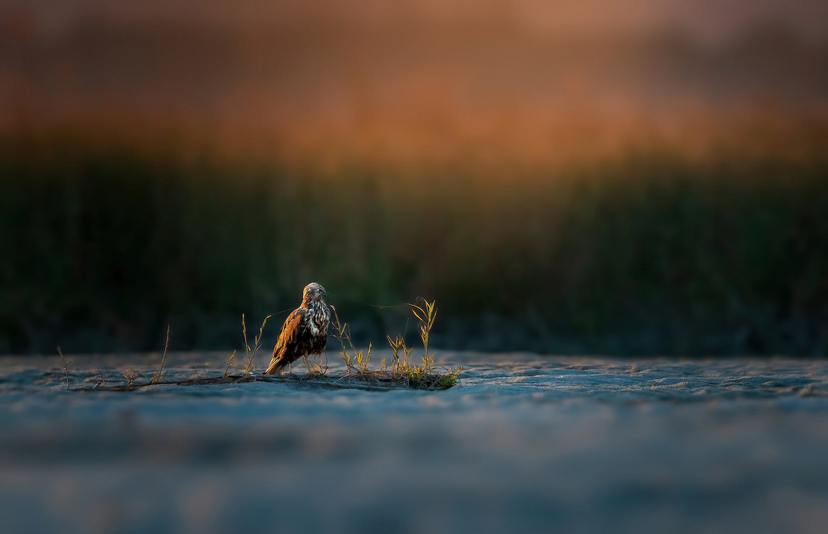 Western Marsh Harrier - ML619166581