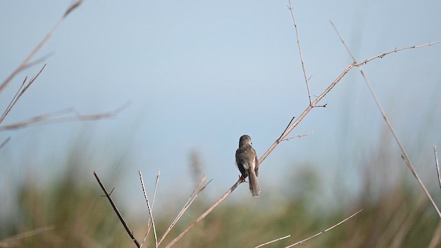 Prinia Sencilla - ML619166592