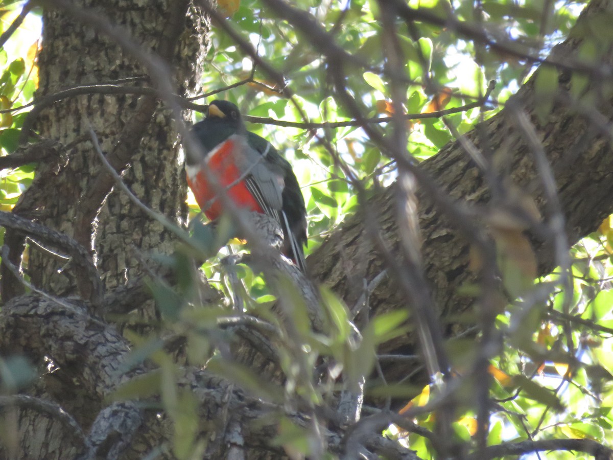 Elegant Trogon - ML619166597