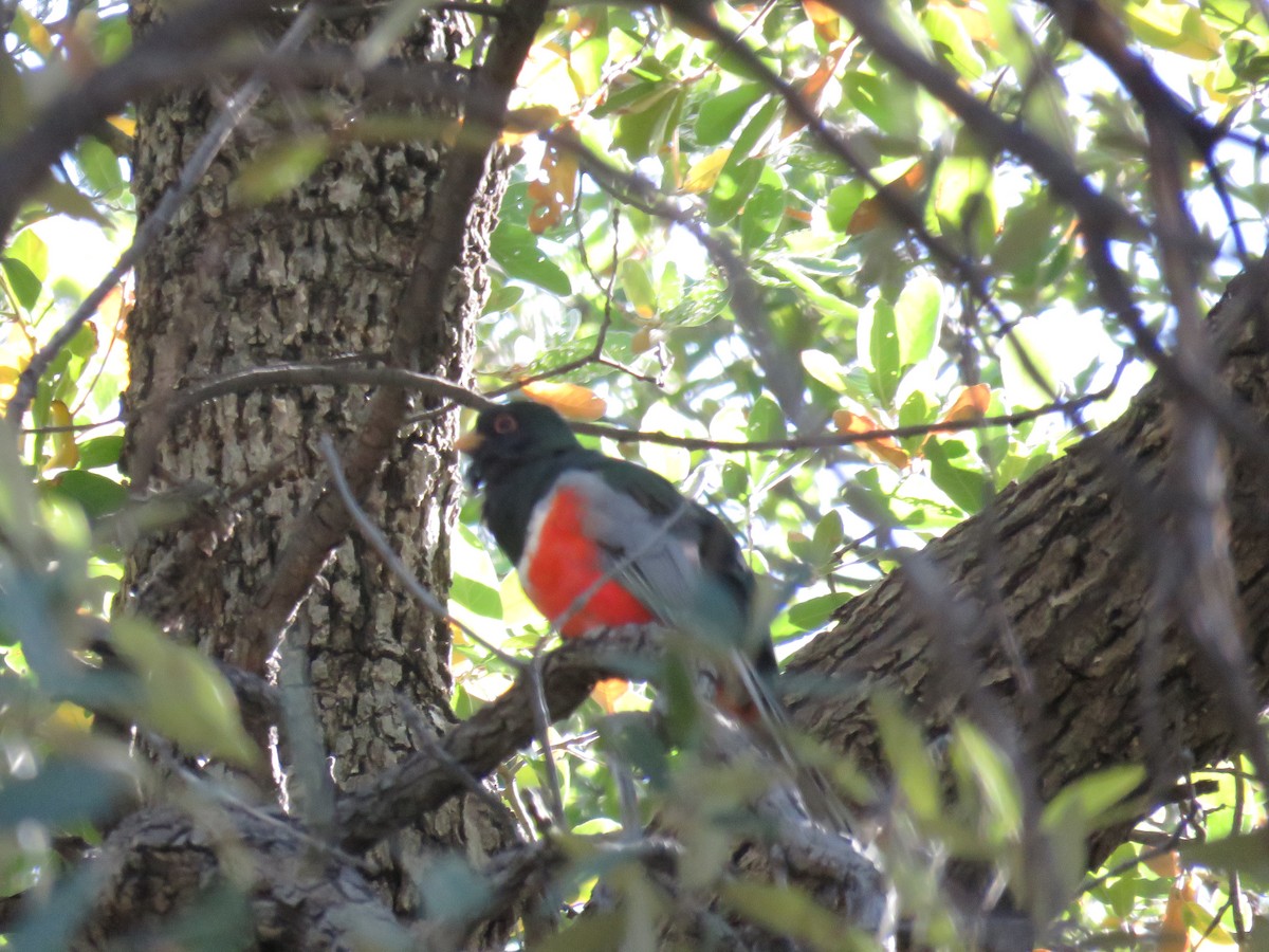 Elegant Trogon - ML619166599