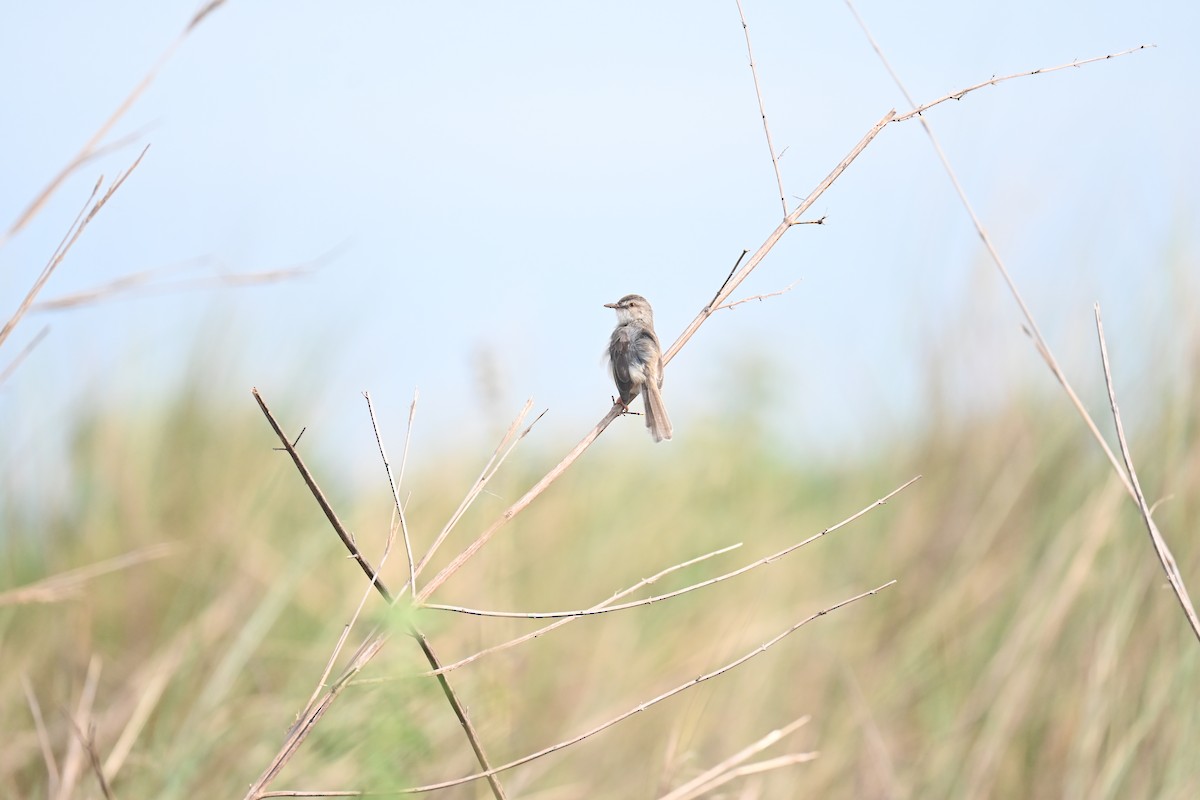 Plain Prinia - JOEL J MATHEW