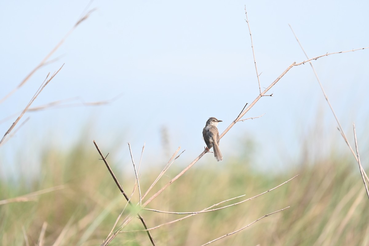 Plain Prinia - JOEL J MATHEW