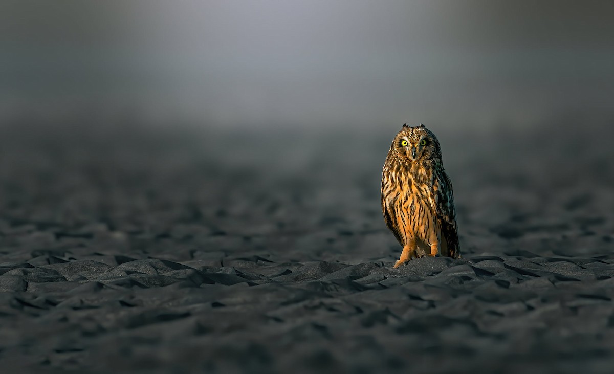 Short-eared Owl - ML619166619