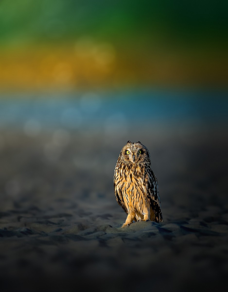 Short-eared Owl - ML619166620