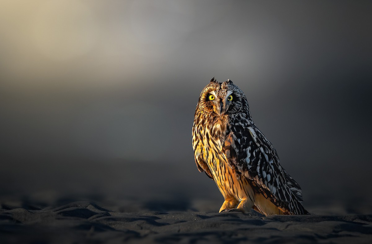 Short-eared Owl - ML619166621