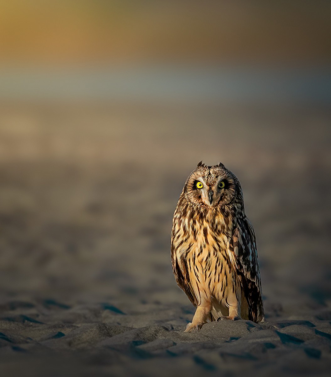 Short-eared Owl - ML619166622
