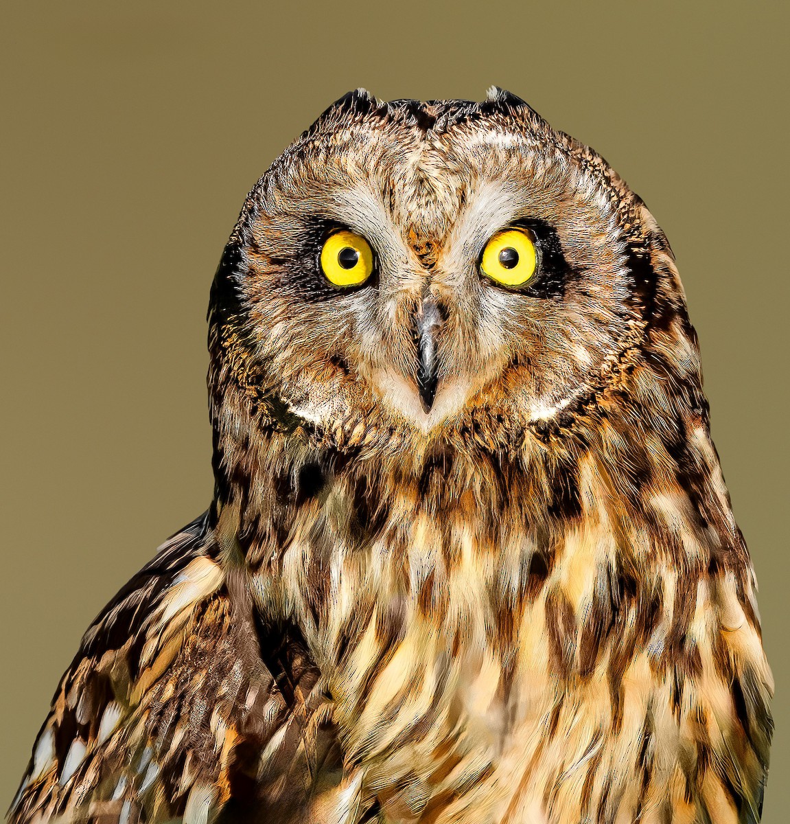 Short-eared Owl - Rahul Chakraborty