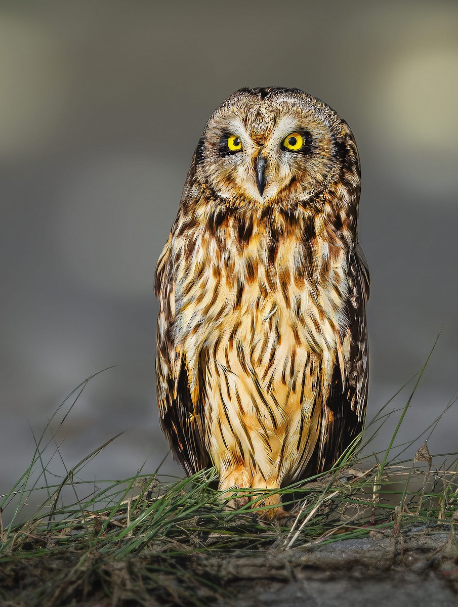 Short-eared Owl - ML619166624