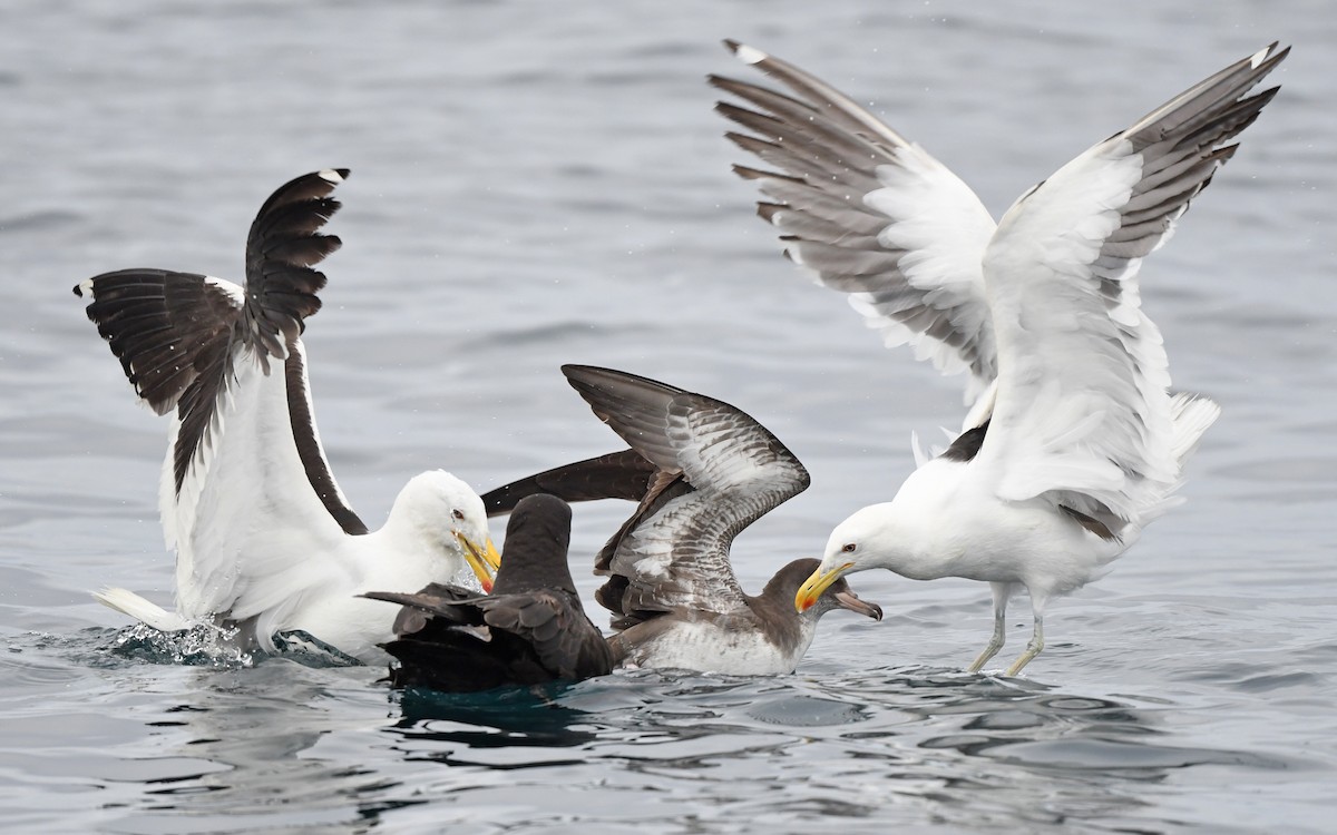 Kelp Gull (dominicanus) - Christoph Moning