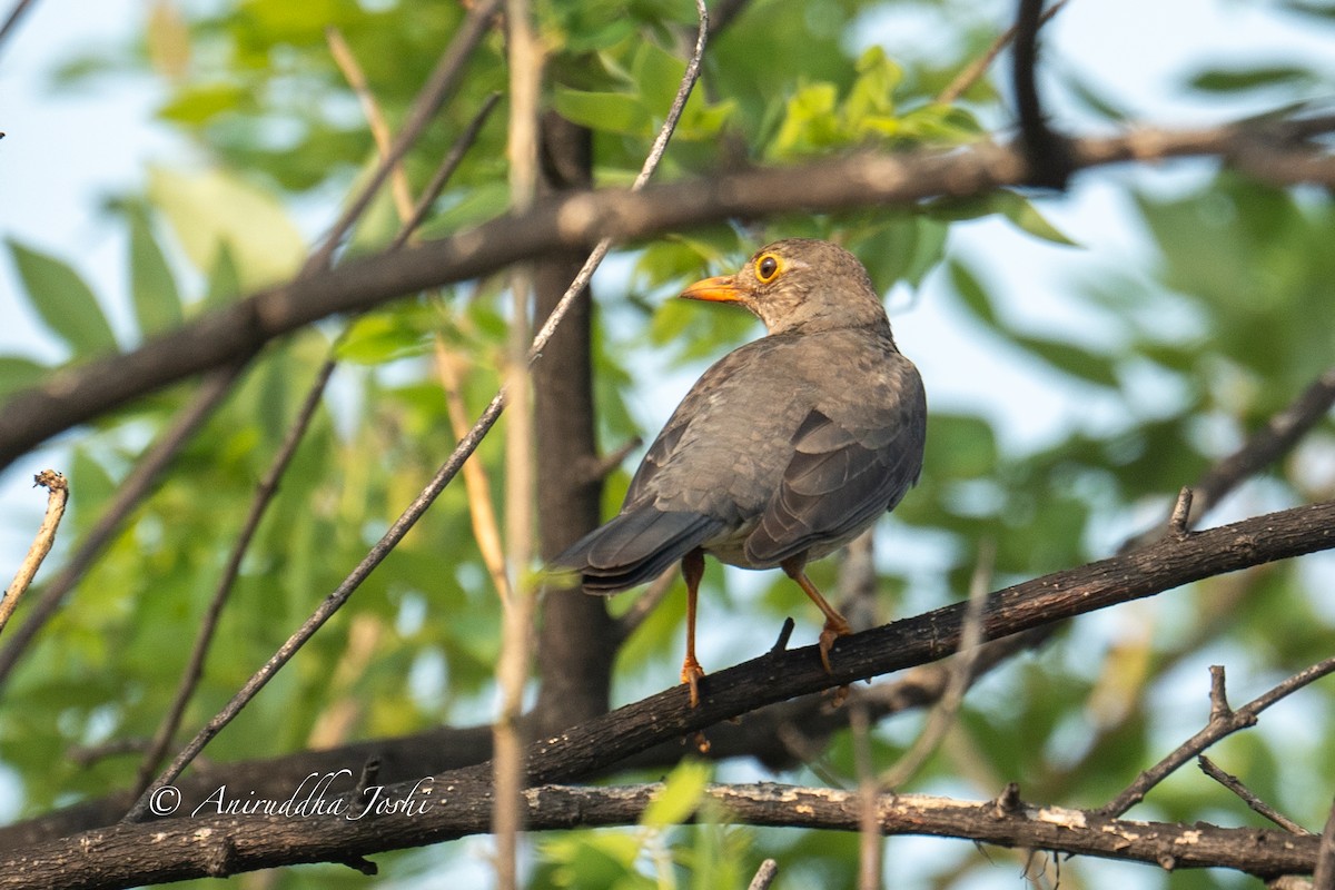 Indian Blackbird - Aniruddha Joshi