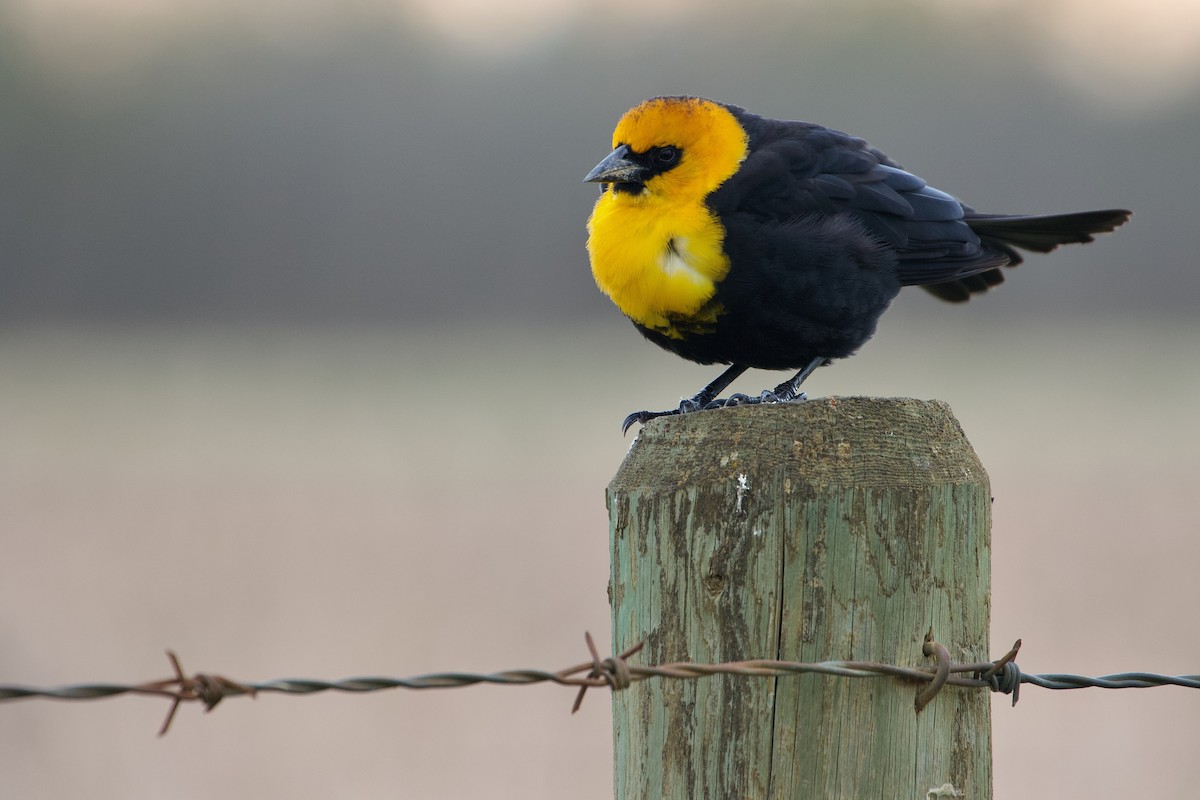 Yellow-headed Blackbird - Yvan Sarlieve