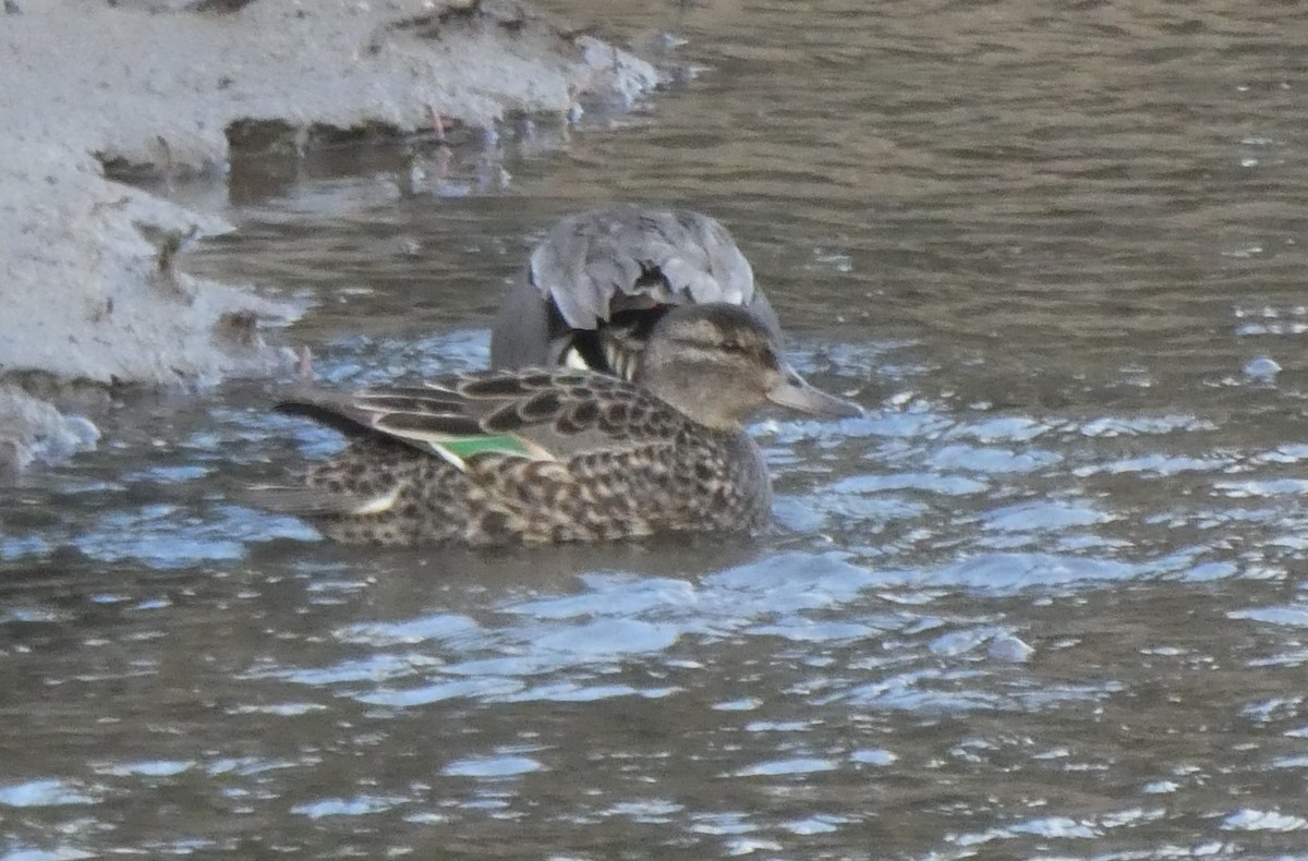 Green-winged Teal - Brian Kinney