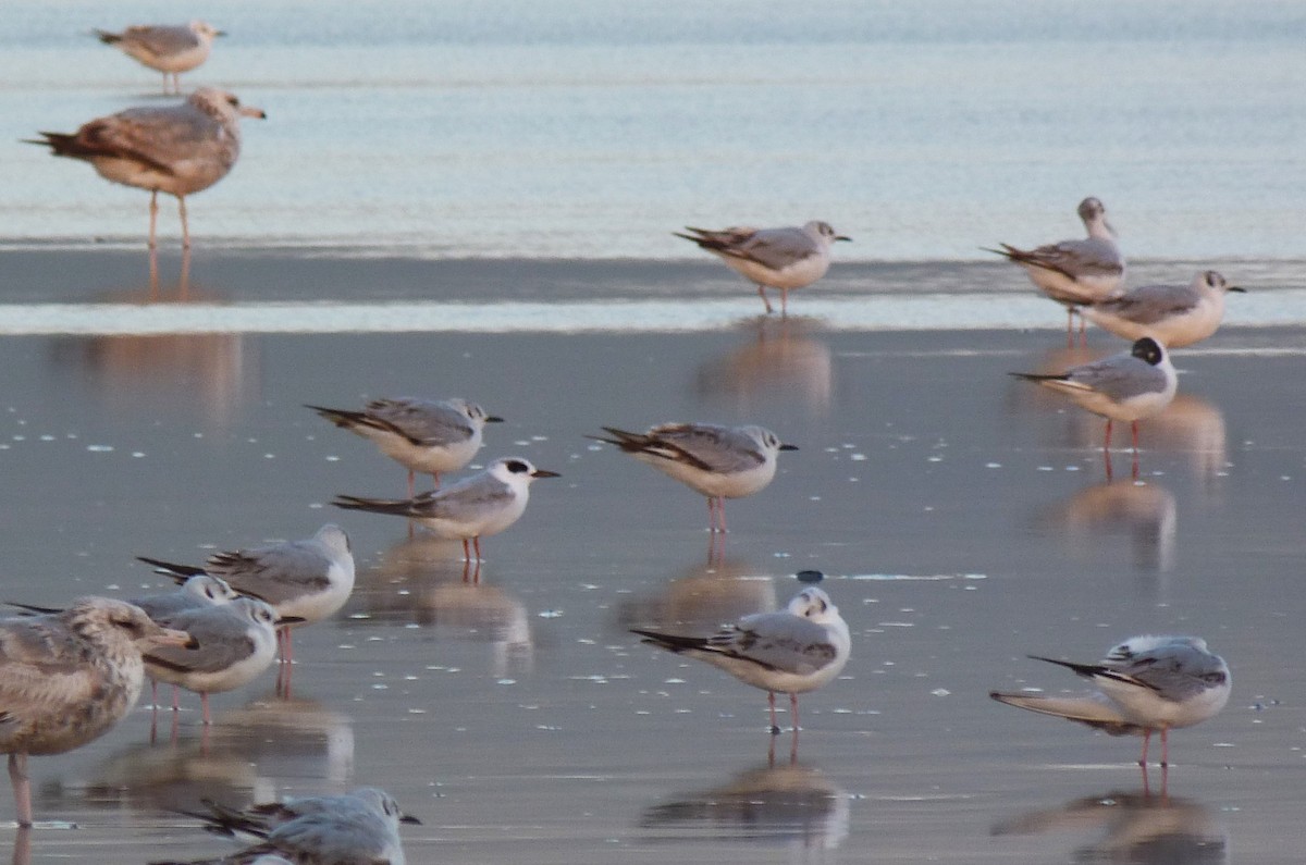 Forster's Tern - ML619166694