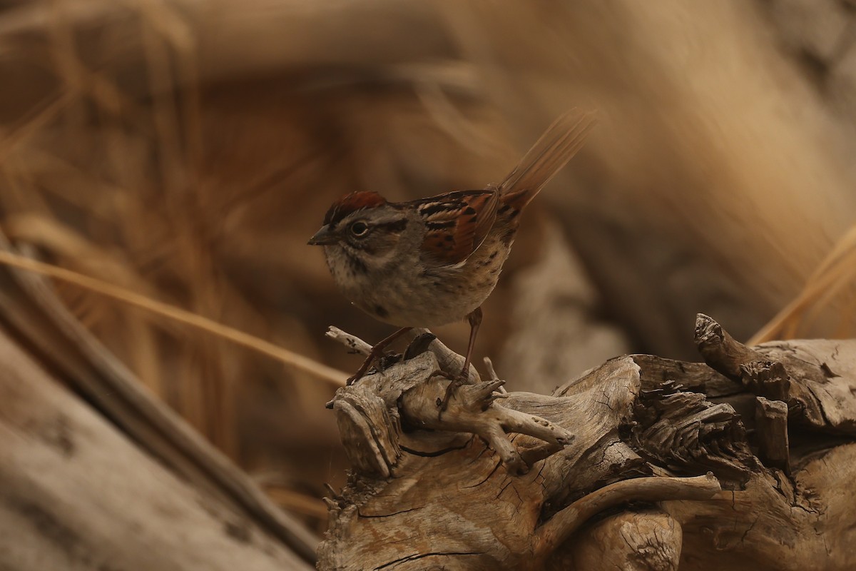 Swamp Sparrow - A & C Tennant