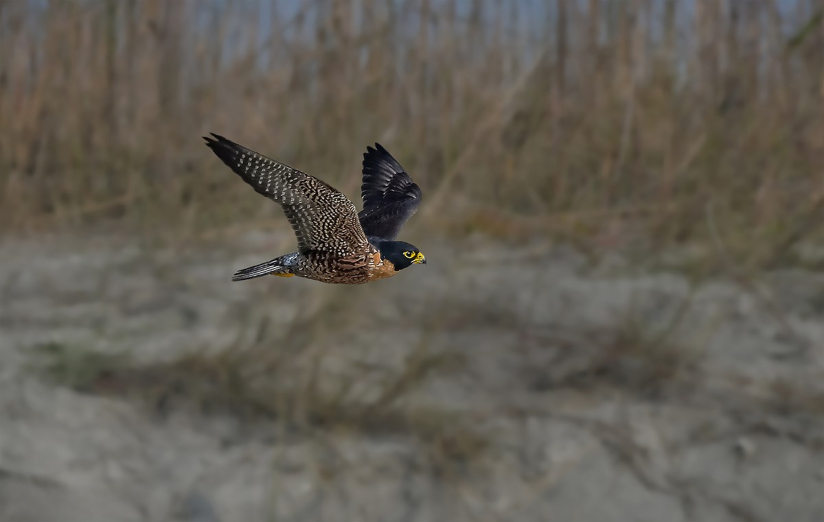 Peregrine Falcon (Shaheen) - Rahul Chakraborty