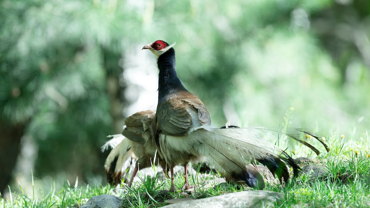 Brown Eared-Pheasant - xiwen CHEN