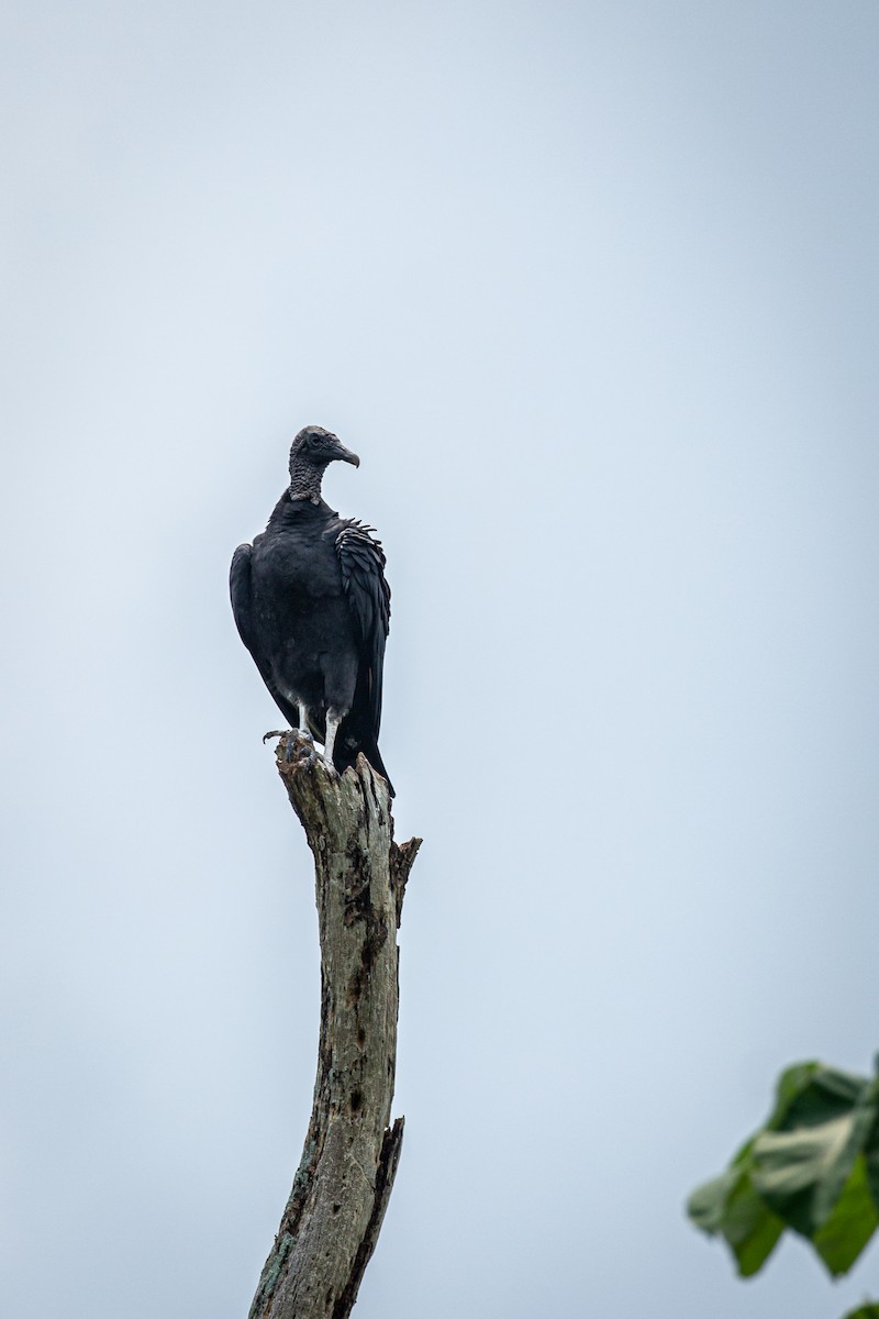 Black Vulture - Francisco Russo