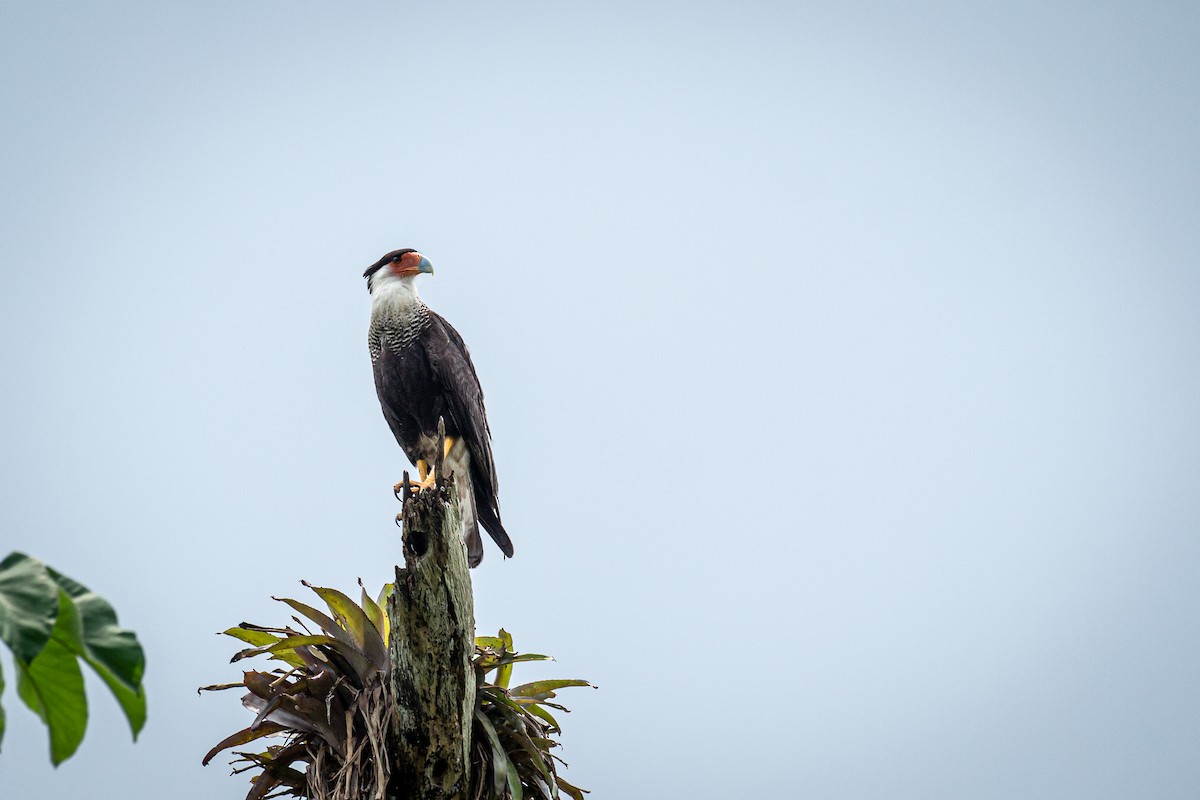 Crested Caracara - Francisco Russo