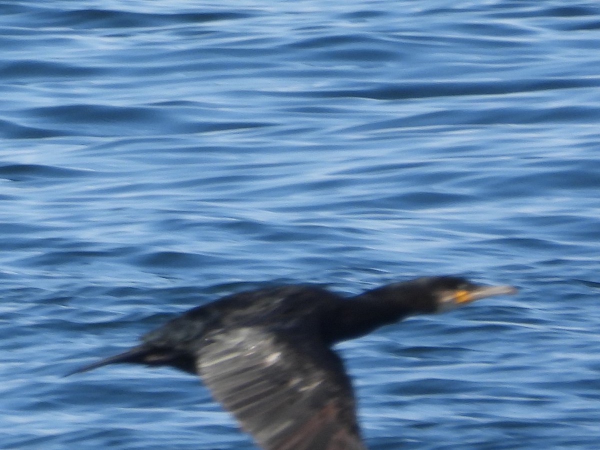 Great Cormorant - ML619166788
