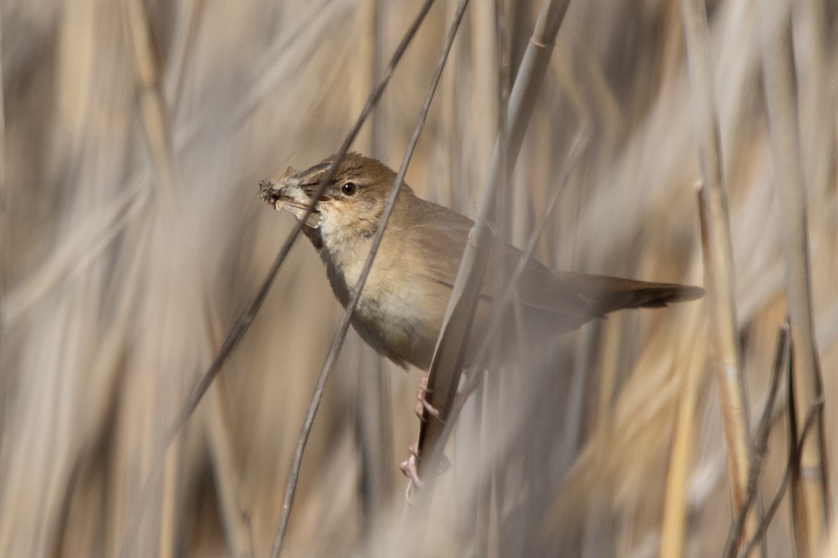 Savi's Warbler - Miguel Rodríguez Esteban