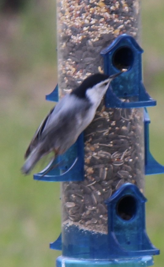 White-breasted Nuthatch - Amy Ressler-Williams