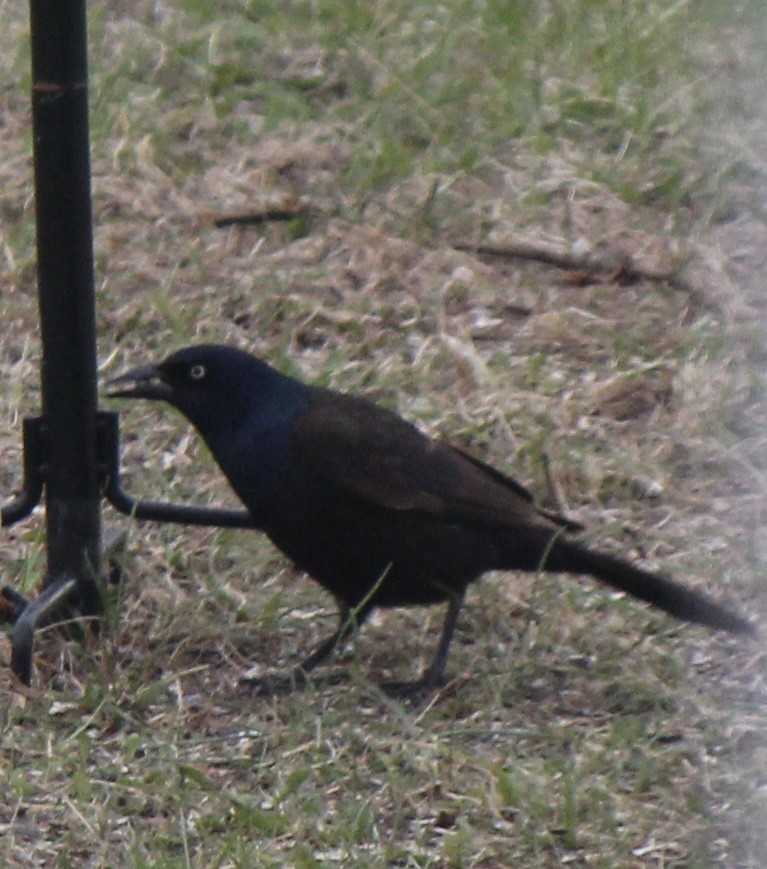 Common Grackle - Amy Ressler-Williams