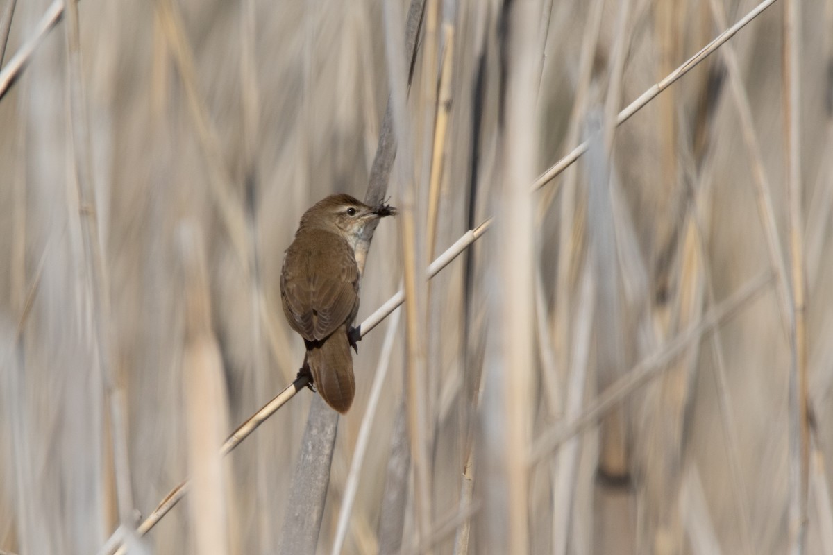 Savi's Warbler - Miguel Rodríguez Esteban