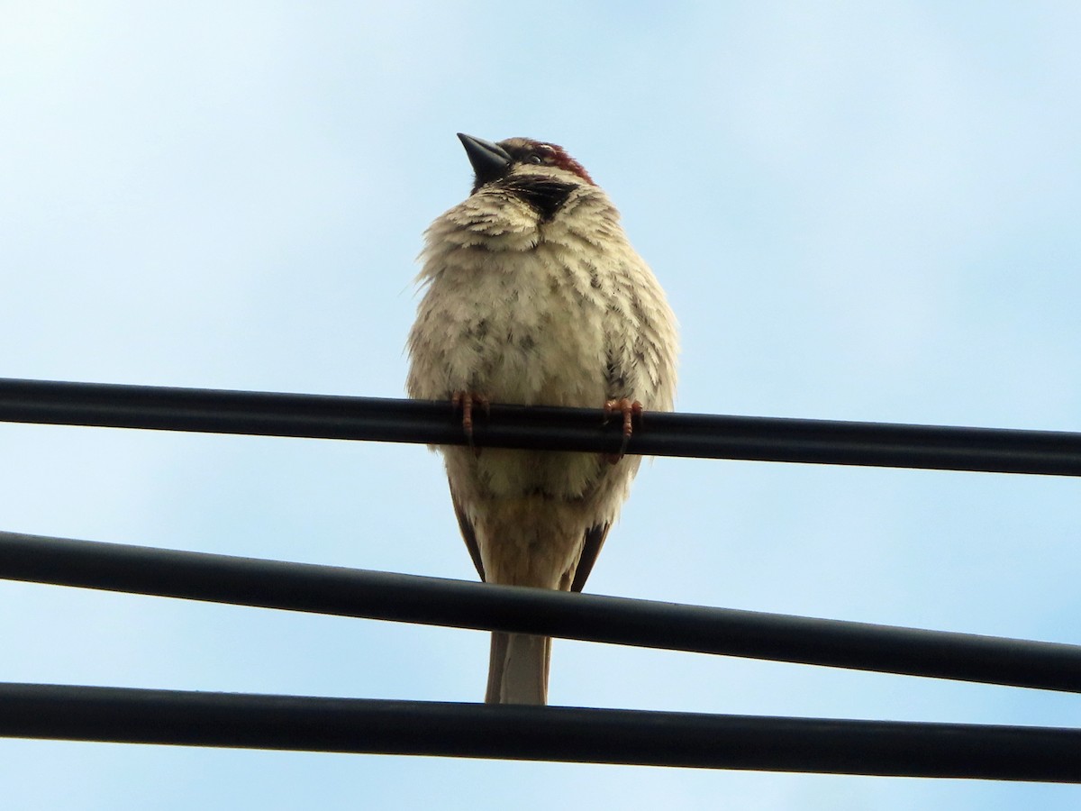 House Sparrow - Kseniia Marianna Prondzynska