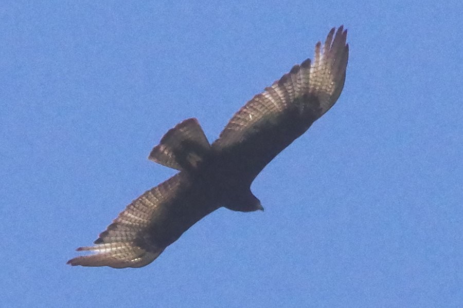 Zone-tailed Hawk - Pat Goltz