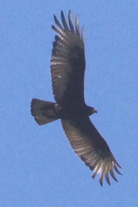 Zone-tailed Hawk - ML619166857
