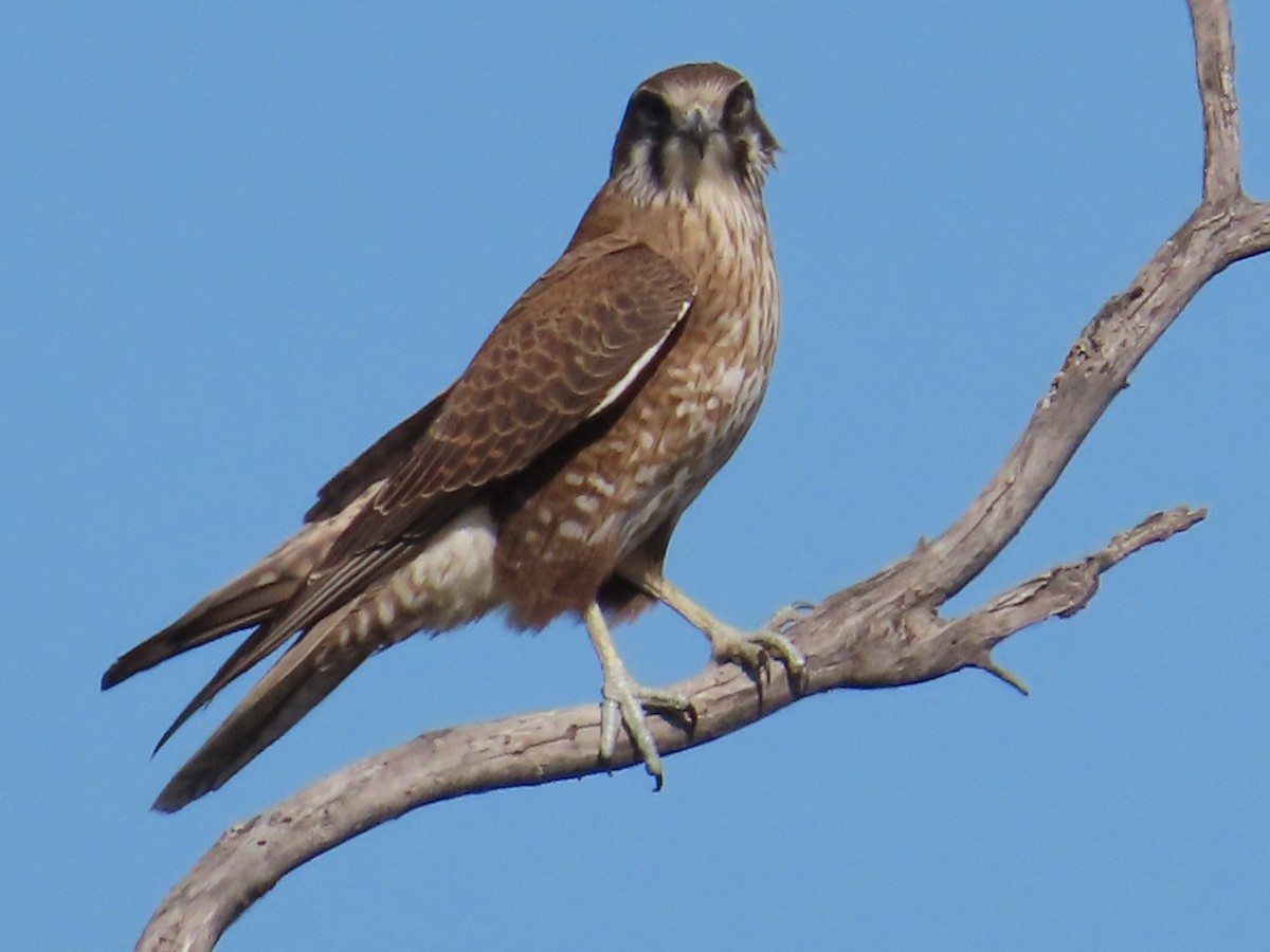 Brown Falcon - Julia Hudd