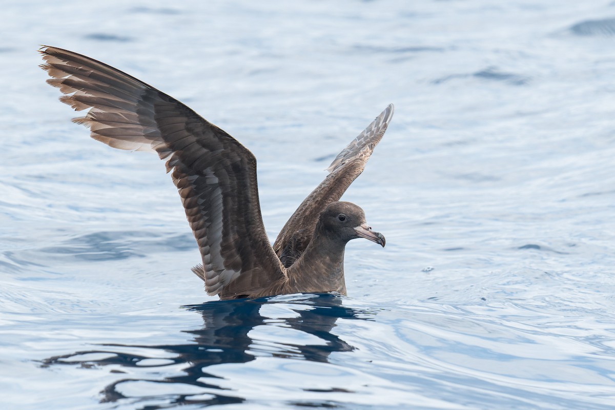 Flesh-footed Shearwater - Ben Tsai