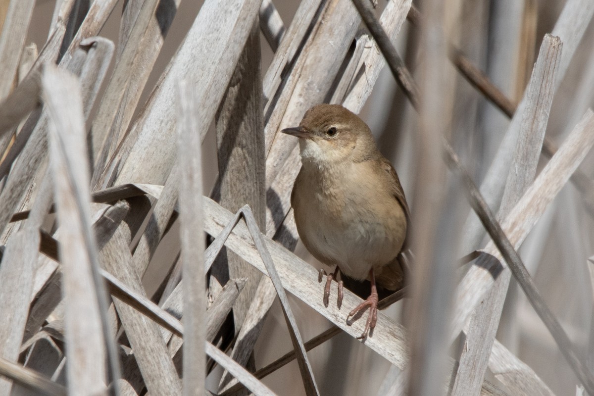 Savi's Warbler - Miguel Rodríguez Esteban