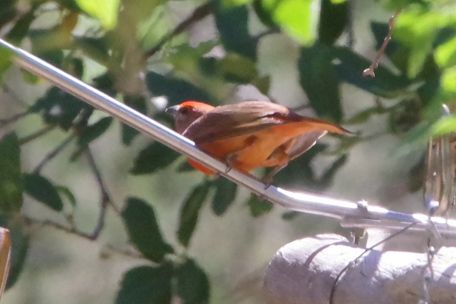 Hepatic Tanager - Pat Goltz