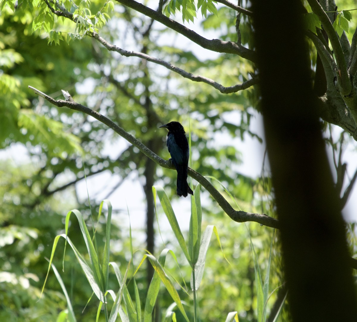 Hair-crested Drongo - 蒋 聪怡