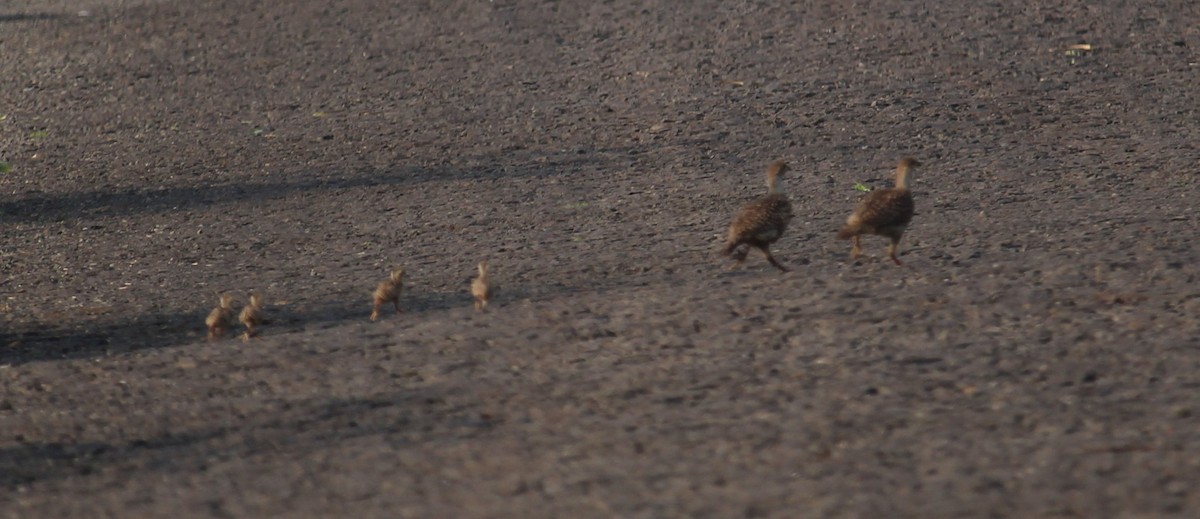 Gray Francolin - ML619166907