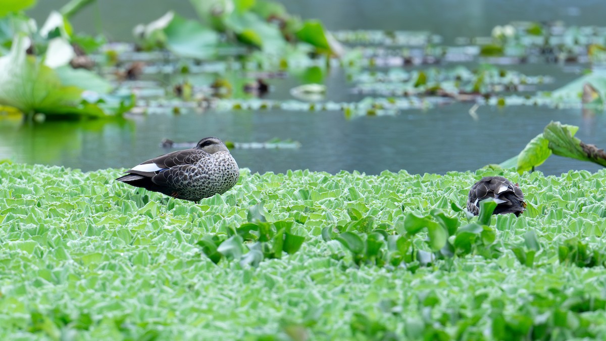 Indian Spot-billed Duck - xiwen CHEN