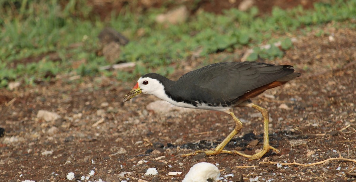 White-breasted Waterhen - Dr Nandini Patil