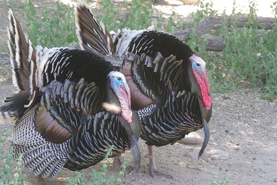 Wild Turkey - ML619166929